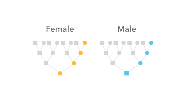Who_passed_along_your_Mitchondrial_DNA.png