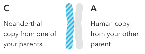 A sample report of the traits influenced by your neanderthal variants