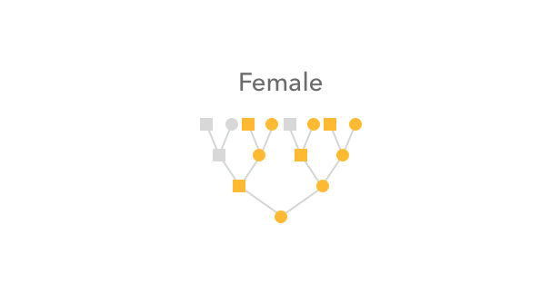An illustration of how a female receives X chromosomes