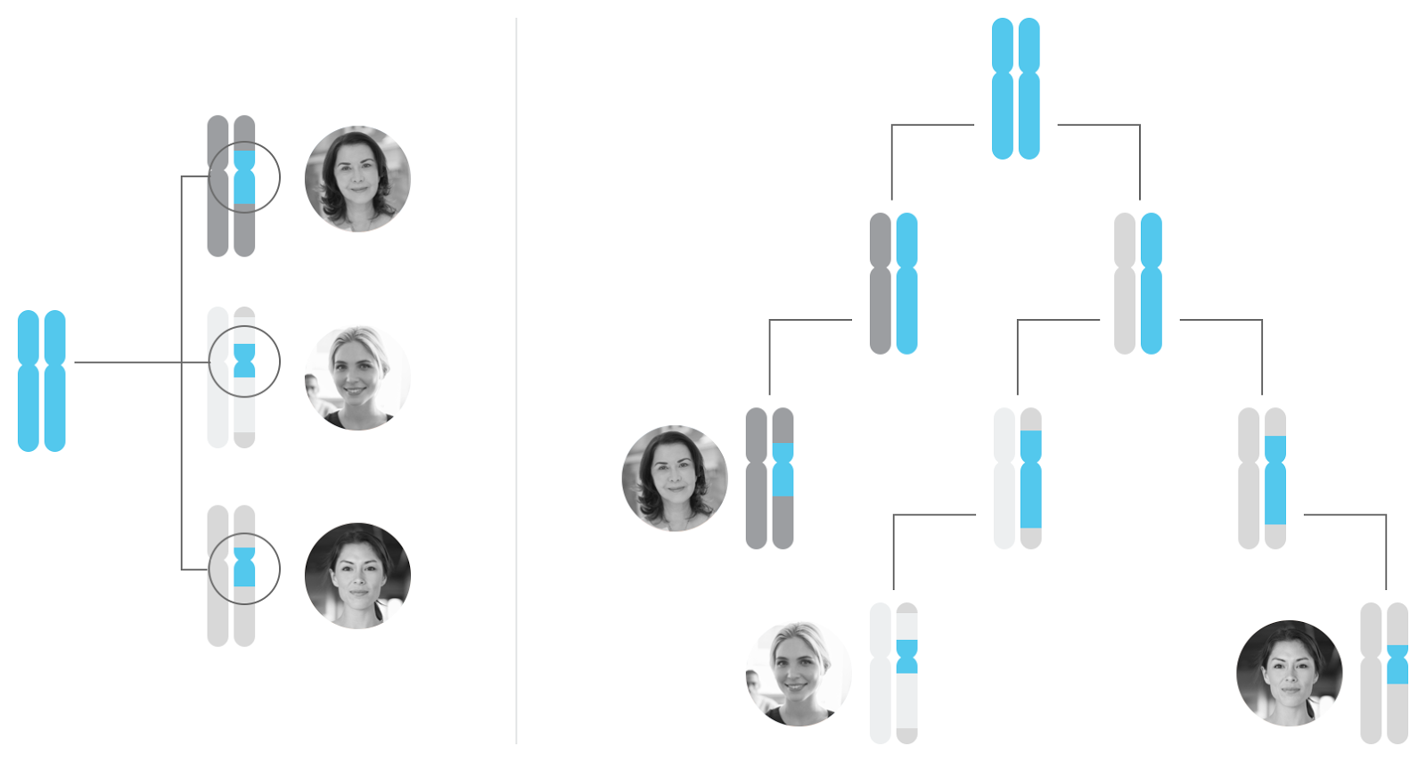 A visualization of how shared DNA can be traced back to a recent common ancestor