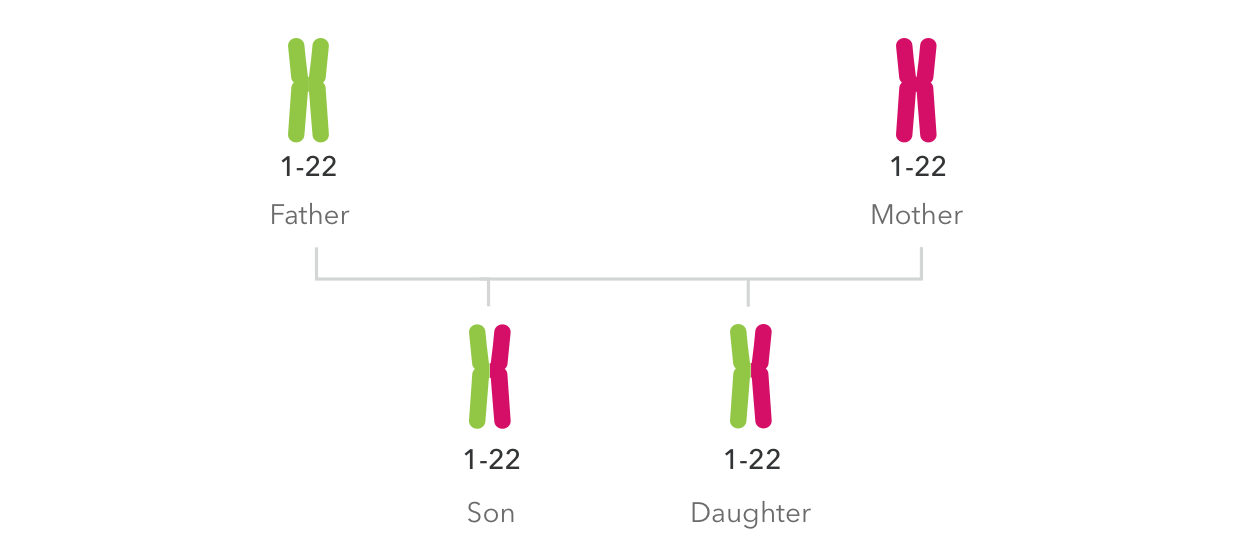 Chromosome pairs showing inheritance patterns of autosomal DNA from parents to children